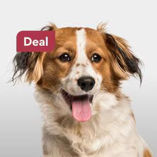Cute brown and white dog with Zupetly sale Deal tag - special offers on pet products