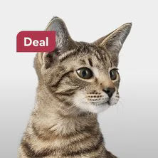 Zupetly deals for cats - elegant tabby cat with exclusive sale offers on premium cat accessories